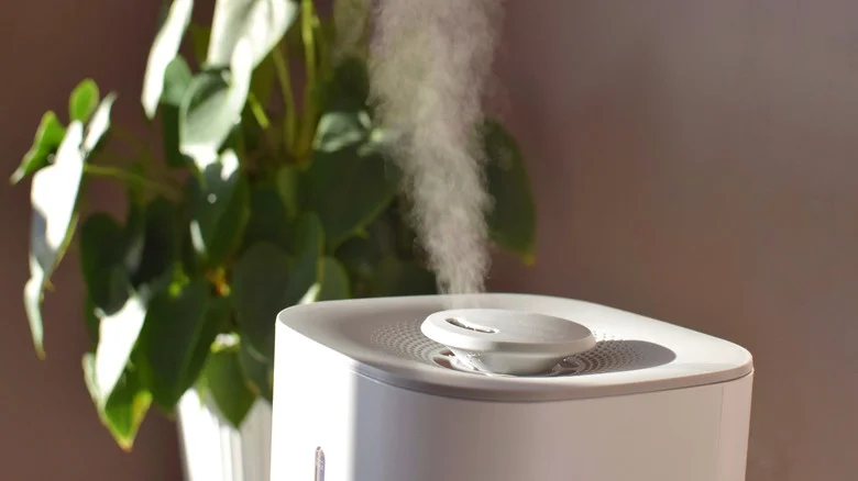 What Happens if You Put Salt in a Humidifier? A Bad Idea